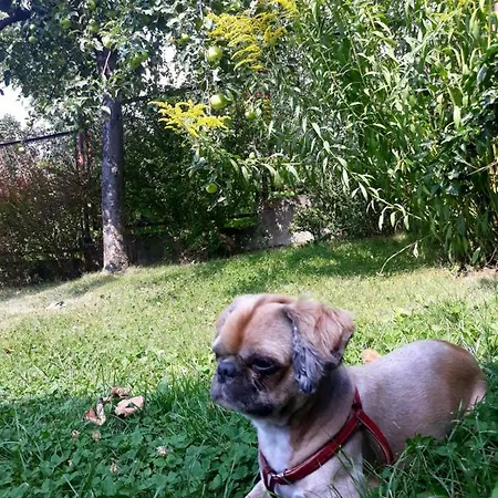 Amelia